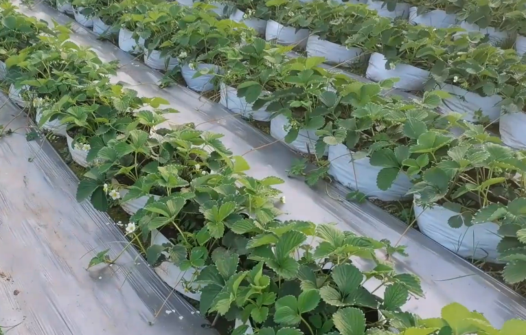 植物生长调节剂赤霉素的作用_赤霉素促进植物生长_赤霉素是植物生长调节剂